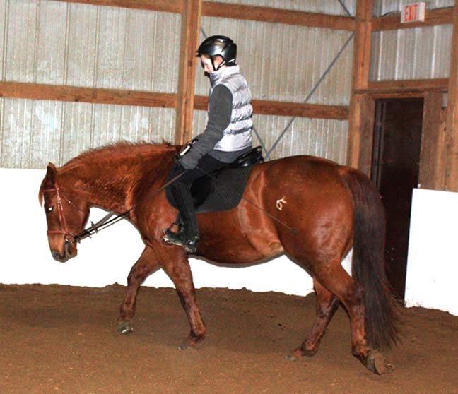 A quarter horse learning to reach and stretch