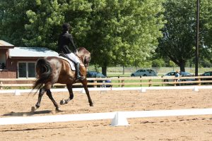 Horse in a medium trot with capable rider